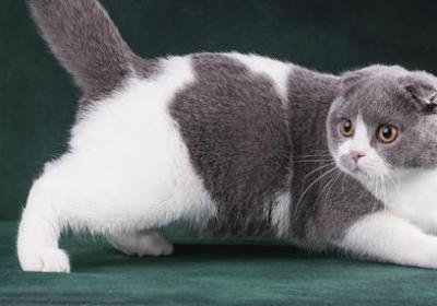 手机显示猫软件下载-可爱猫动态屏幕(手机屏幕显示猫app)2.6.7 最新免费版