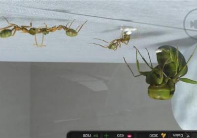 蚂蚁模拟大亨游戏下载-蚂蚁模拟大亨官方版(Ant Sim Tycoon)下载 v3.13安卓版